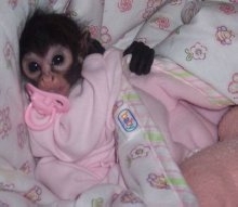 Baby Spider Monkey