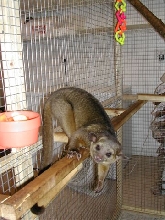 My Kinkajou.