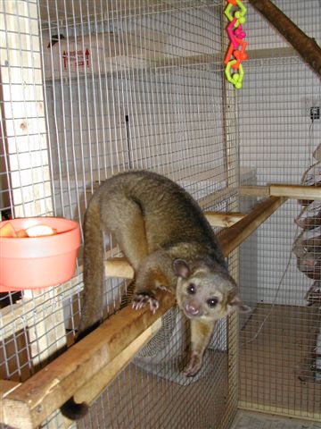 My Kinkajou.