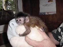 Baby Capuchin