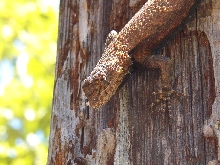Fence Lizard