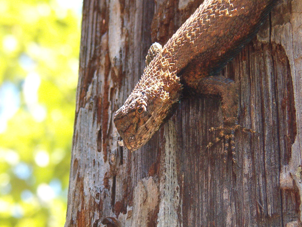 Fence Lizard