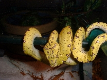green tree python baby