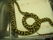 Diamond Jungle Jag Female 06