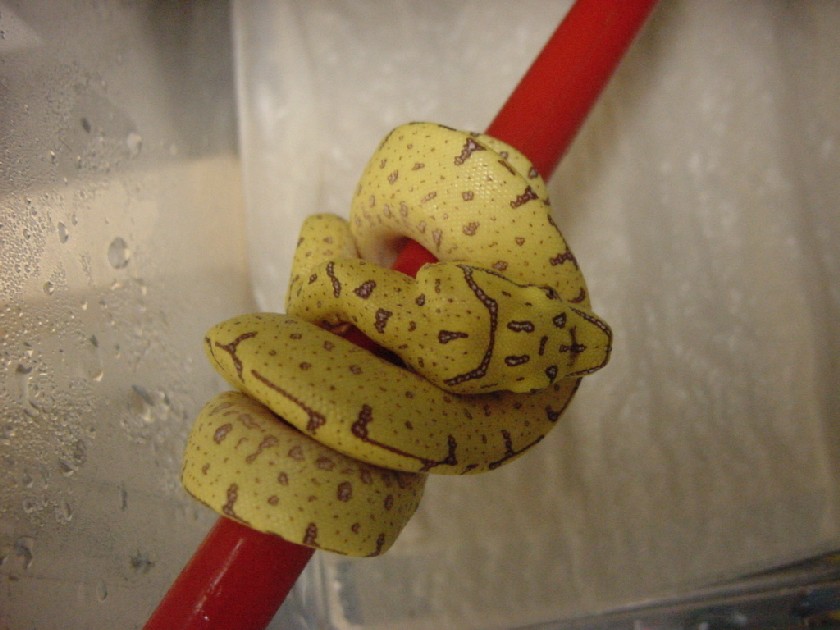 2003 Baby Chondro - Head