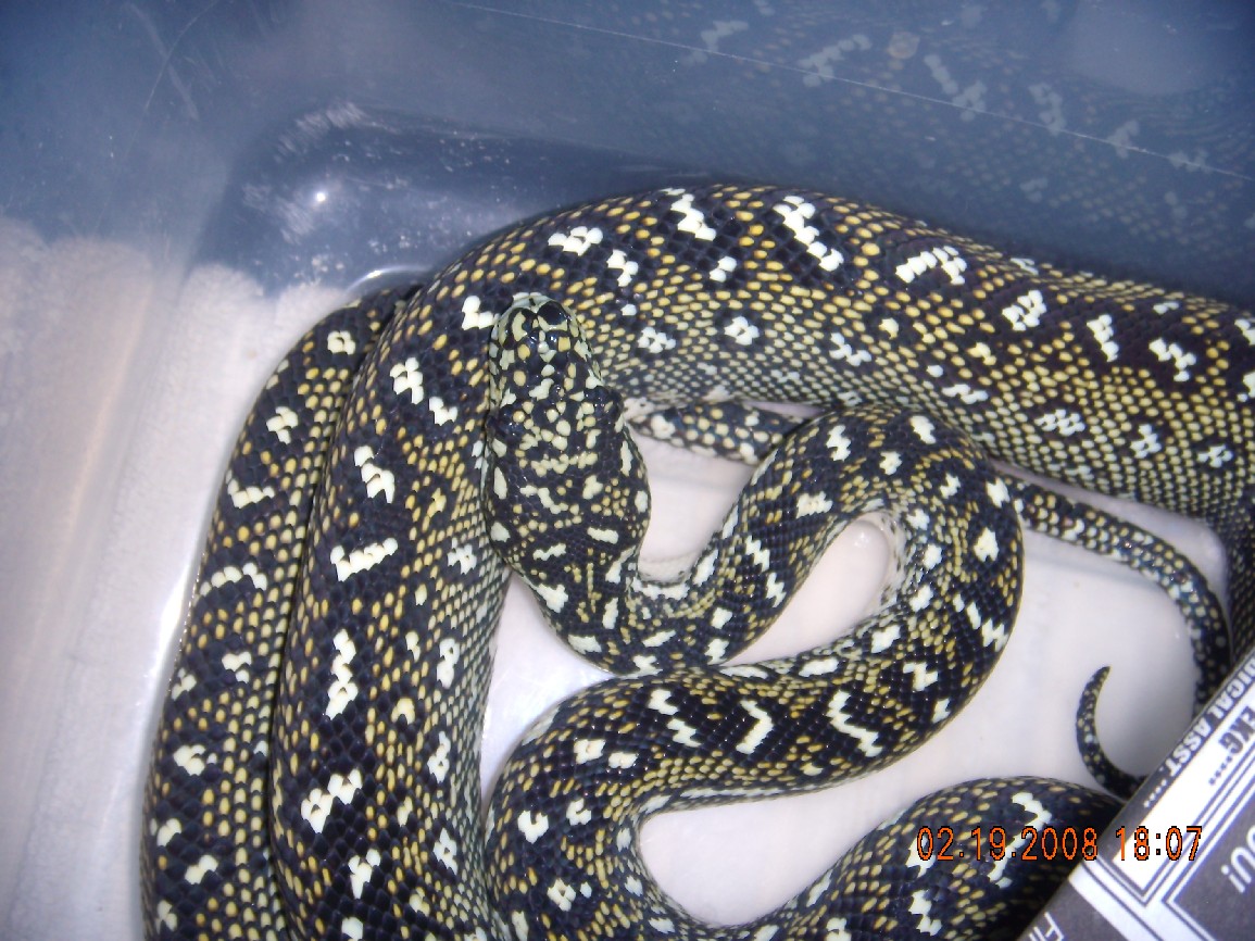 06 male diamond