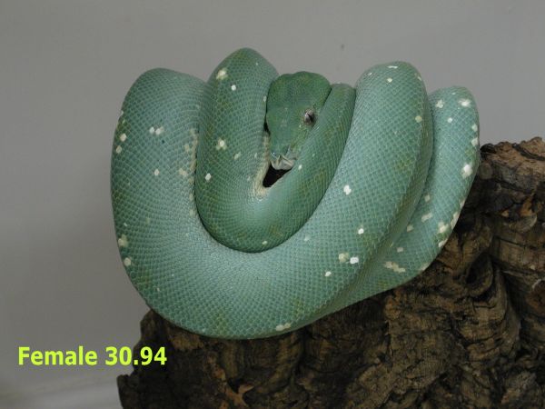 Walsh Bloodline 94 Female