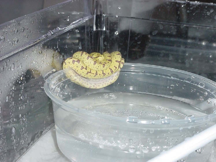 2003 Baby Chondro