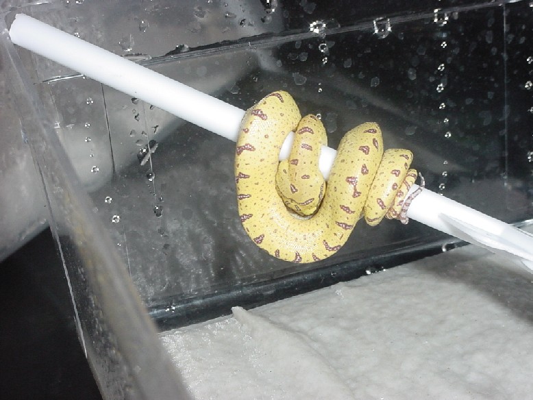 2003 Baby Chondro