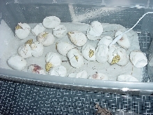 Chondro Eggs