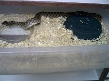 Big female western hognose