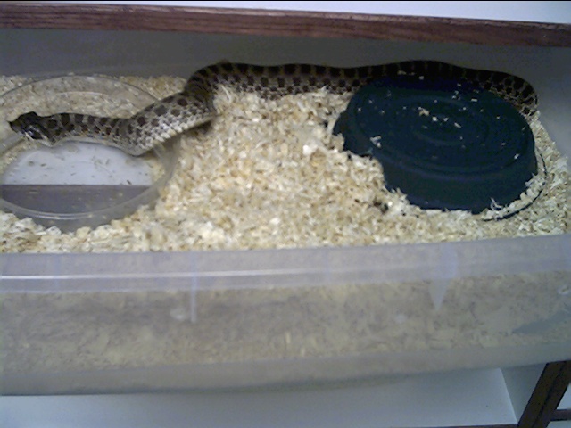 Big female western hognose