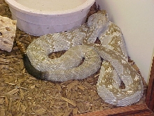 Hypo molossus