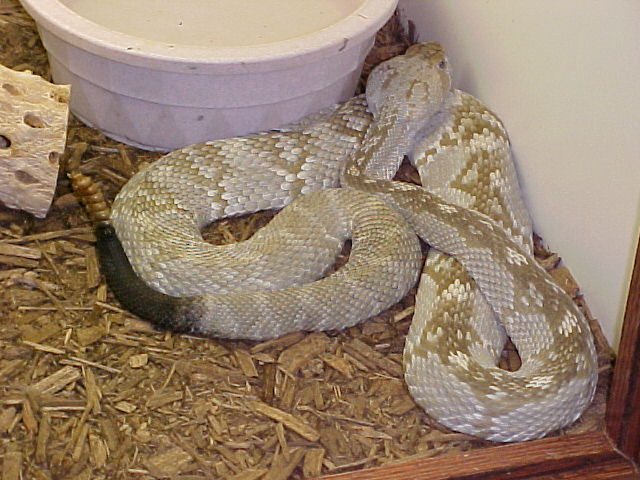 Hypo molossus