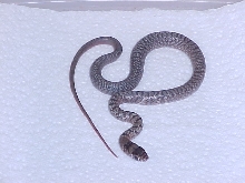 New hatchling western coachwhip