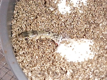 Hatchling coachwhip
