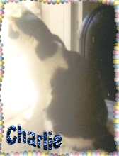In Memory of Charlie Smudge Spot...