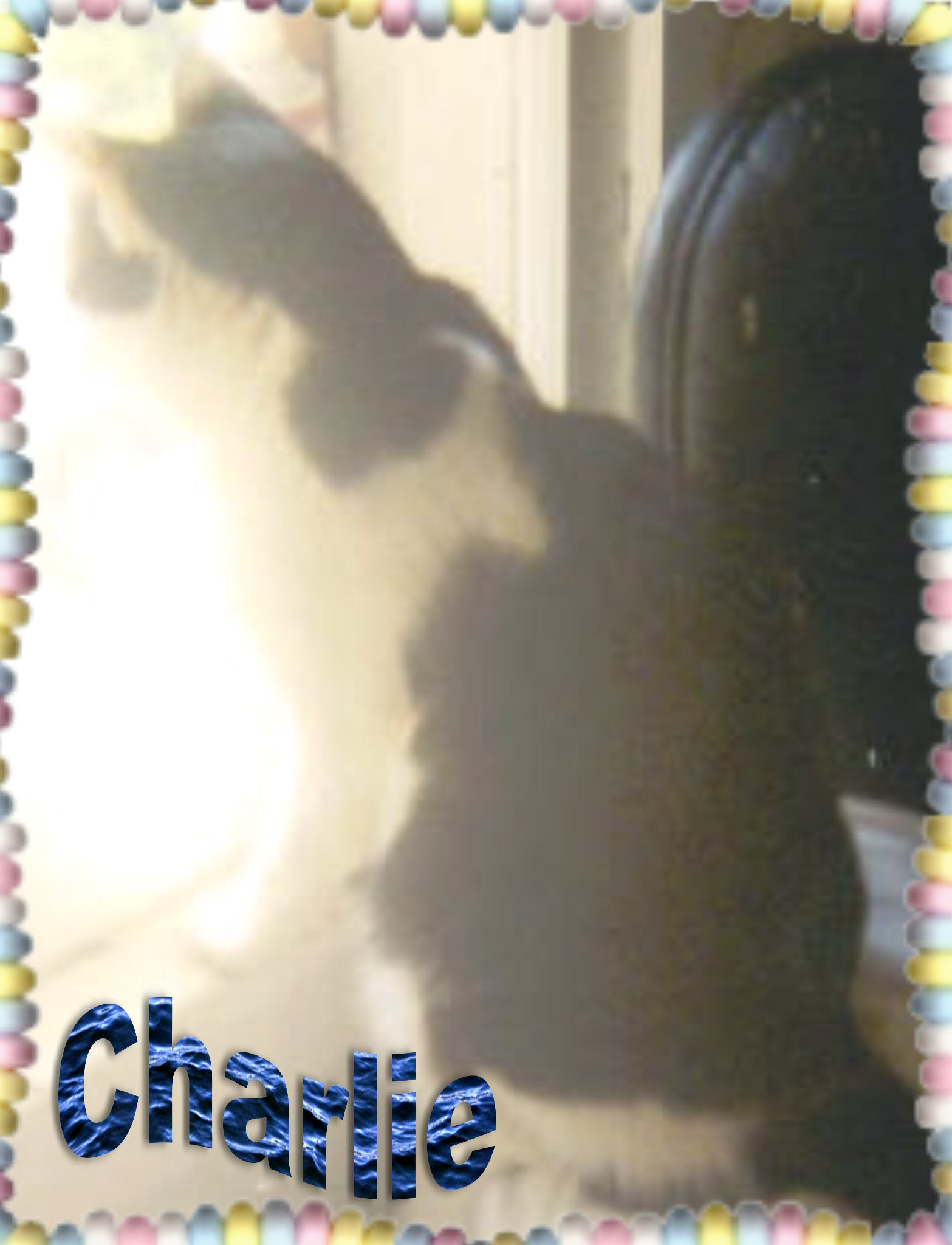 In Memory of Charlie Smudge Spot...
