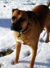 My Snow Dog