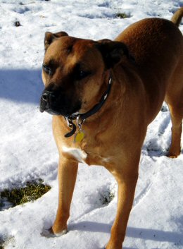 My Snow Dog