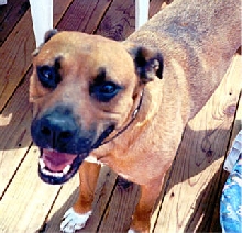 Smiley Dog