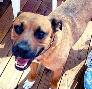 Smiley Dog