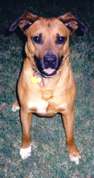 What A Good Dog You Are