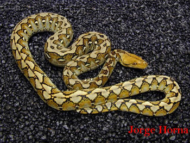 Sulawesi