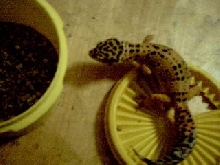 HY female2