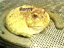Benny, horned frog