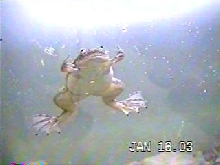 my african clawed frog female
