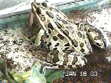 Plains Leopard Frog?