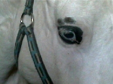 her right eye