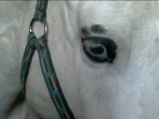 her right eye