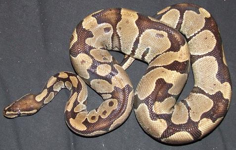 bp