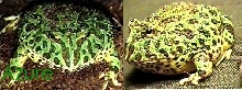 My argentine horned frog