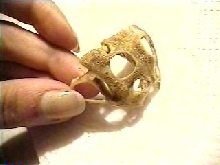 Ceratophrys Cranwelli skull