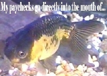 lionhead ranchu goldfish