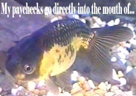 lionhead ranchu goldfish