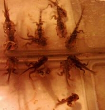 acf tads/froglets!