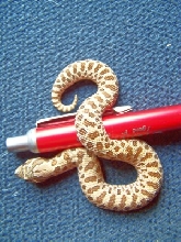 07 hognose