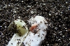 2009 albino hog first breath
