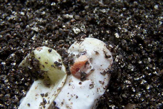 2009 albino hog first breath