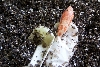 albino hog hatching
