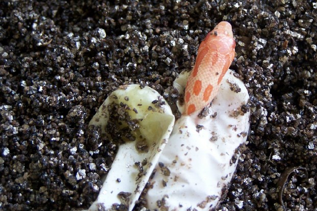 albino hog hatching