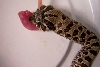 2 day old hatchling eating f/t
