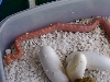 sulfur/lavender hatchling