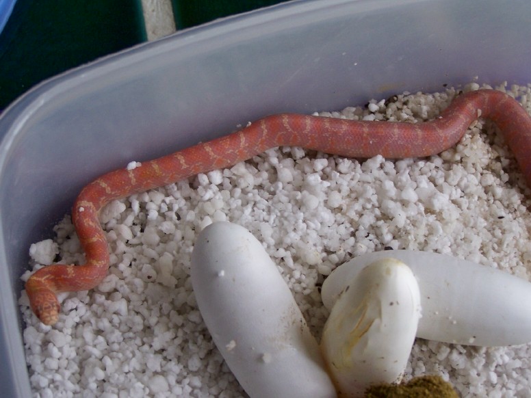 sulfur/lavender hatchling
