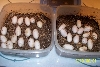 2010 hognose eggs