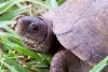 three toed box turtle